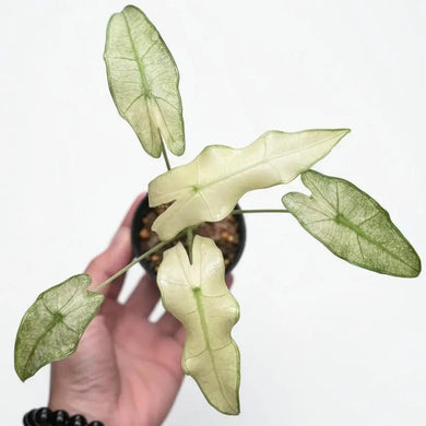 Alocasia sarian mint with mint-green and cream variegated arrow-shaped leaves in a pot.