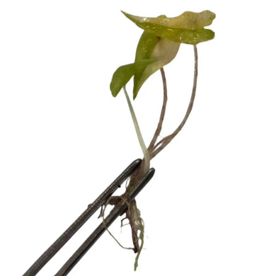 Alocasia Jacklyn aurea variegated with yellow mottled leaves in tissue culture stage