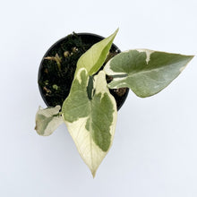 Load image into Gallery viewer, Alocasia scalprum variegated
