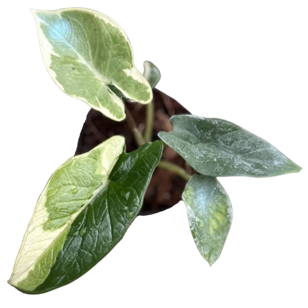 Alocasia scalprum variegated, potted plant with green leaves on a white background