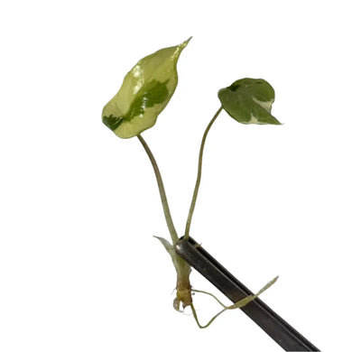 Alocasia scalprum variegated tissue culture plant with creamy green sword-shaped leaves