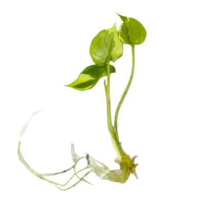 Alocasia scalprum variegated tissue culture plant with creamy green sword-shaped leaves