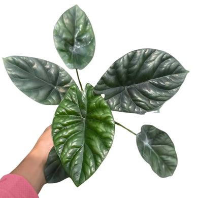 Alocasia sinuata plant with glossy metallic green, heart-shaped leaves and deep veins held by hand on white background.