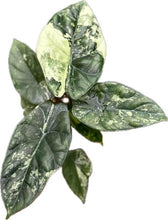 Load image into Gallery viewer, Alocasia sinuata albo variegated with glossy green leaves and white marbling
