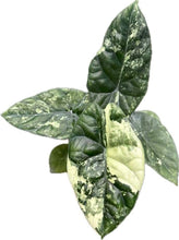 Load image into Gallery viewer, Alocasia sinuata albo variegated with glossy green leaves and white marbling
