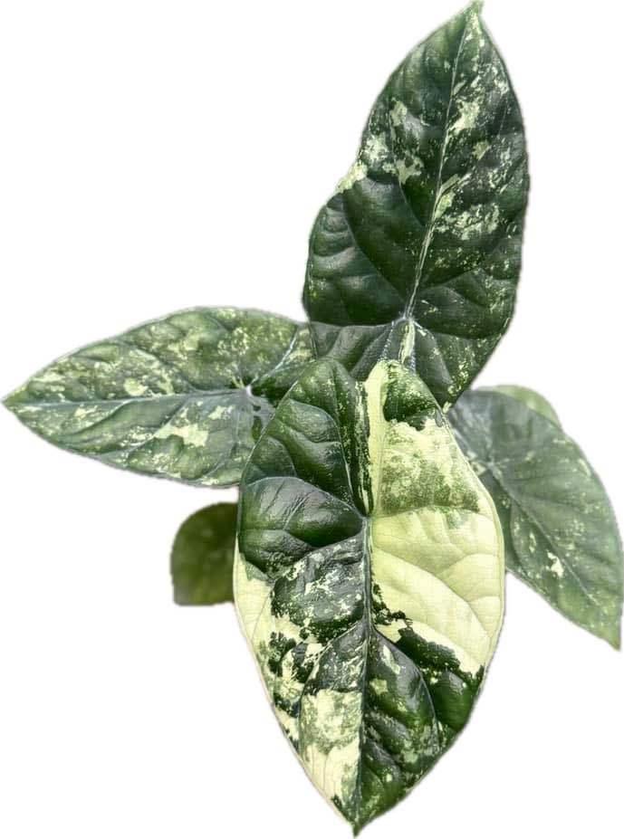 Alocasia sinuata albo variegated with glossy green leaves and white marbling