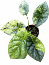 Load image into Gallery viewer, Alocasia sinuata aurea variegated with glossy bullate green leaves and bright yellow variegation.
