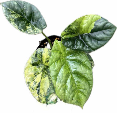 Alocasia sinuata aurea variegated with glossy bullate green leaves and bright yellow variegation.