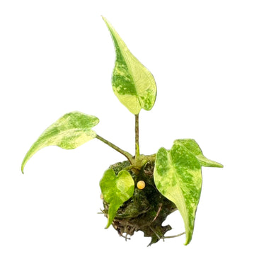 Alocasia stingray albo variegated plant with creamy white and green patterned leaves.