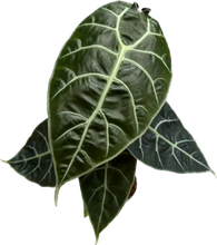 Load image into Gallery viewer, Alocasia watsoniana Doff with dark green matte leaves and purple veins.
