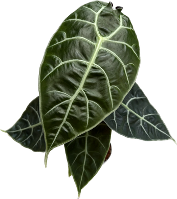 Alocasia watsoniana Doff with dark green matte leaves and purple veins.