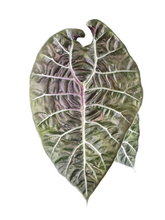 Load image into Gallery viewer, Alocasia watsoniana Doff with dark green matte leaves and purple veins.
