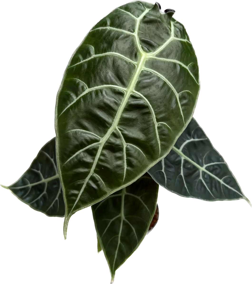 Alocasia watsoniana Doff with dark green matte leaves and purple veins.
