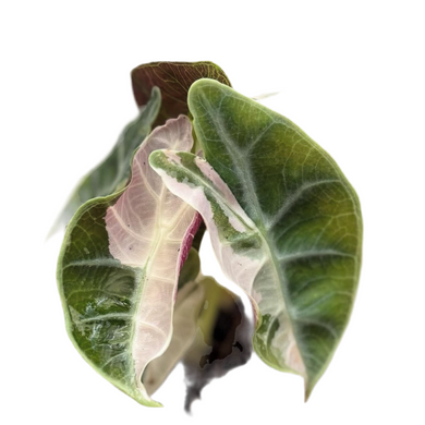 Alocasia watsoniana albo variegated with marbled white and green velvety leaves and pink undersides.