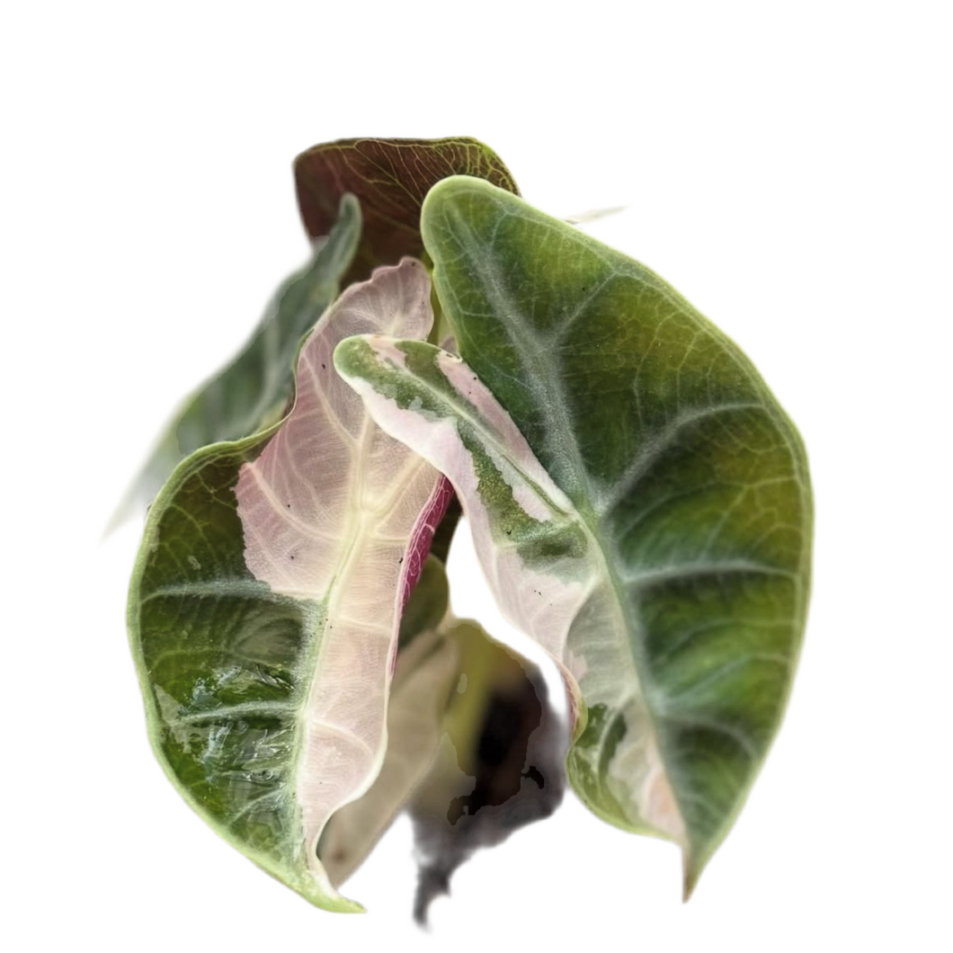 Alocasia watsoniana albo variegated with marbled white and green velvety leaves and pink undersides.