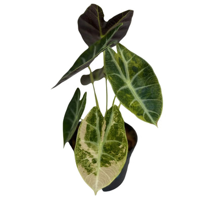 Alocasia watsoniana aurea variegated with heart-shaped leaves displaying striking golden-yellow and green marbled variegation in a black pot.