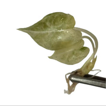 Load image into Gallery viewer, Alocasia watsoniana aurea variegated tissue culture with yellow marbled leaves
