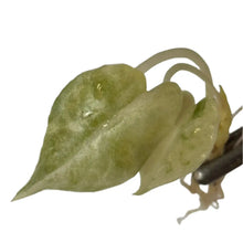 Load image into Gallery viewer, Alocasia watsoniana aurea variegated tissue culture with yellow marbled leaves
