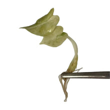 Load image into Gallery viewer, Alocasia watsoniana aurea variegated tissue culture with yellow marbled leaves
