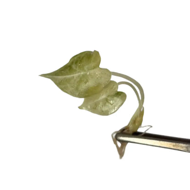 Alocasia watsoniana aurea variegated tissue culture with yellow marbled leaves