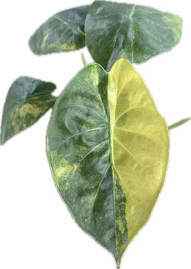 Alocasia wentii aurea variegated with golden and green marbled heart-shaped leaves.