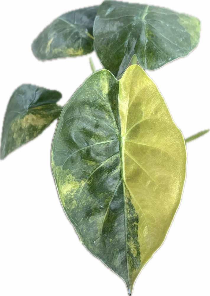 Alocasia wentii aurea variegated with golden and green marbled heart-shaped leaves.