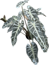 Load image into Gallery viewer, Alocasia bambino
