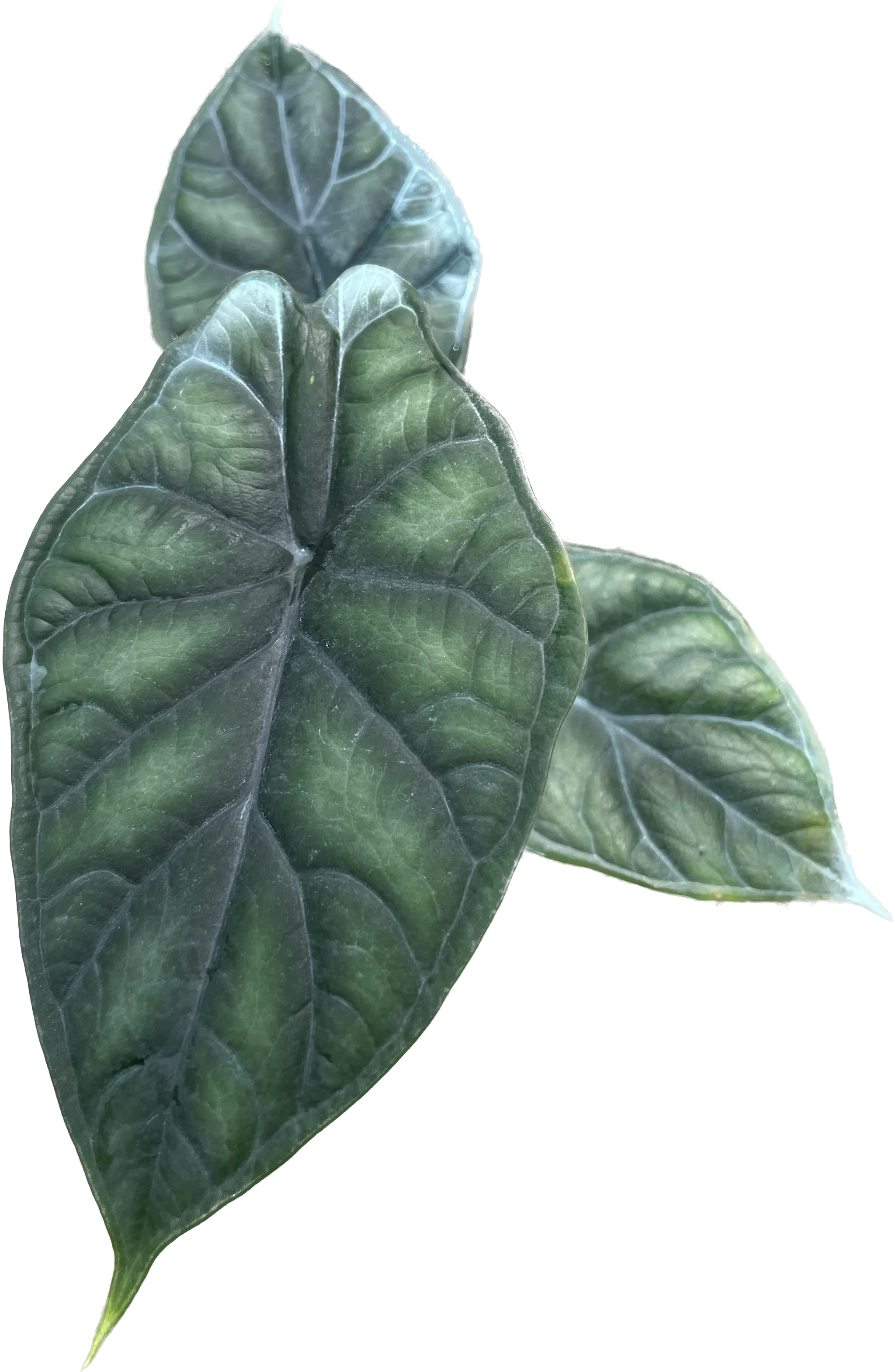 Alocasia Dragon Scale - TEG | Textured Alocasia with Armor Leaves