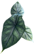 Load image into Gallery viewer, Alocasia dragon scale
