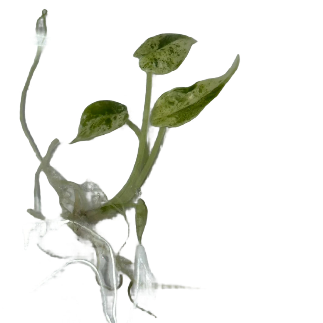 Alocasia dragon scale mint variegated