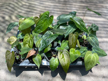 Load image into Gallery viewer, Anthurium Hybrid Mix Lucky Tray (15 Pot)
