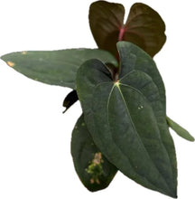 Load image into Gallery viewer, Anthurium Besseae aff × Red Vein Dark Phoenix with dark velvety heart-shaped leaves and contrasting veins.
