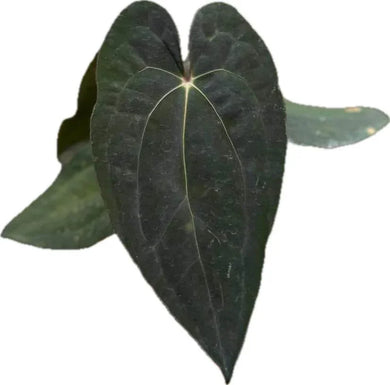Anthurium Besseae aff × Red Vein Dark Phoenix with dark velvety heart-shaped leaves and contrasting veins.