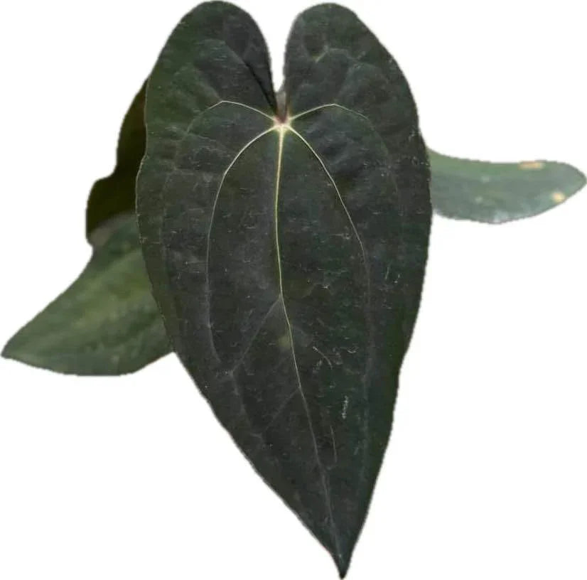 Anthurium Besseae aff × Red Vein Dark Phoenix with dark velvety heart-shaped leaves and contrasting veins.