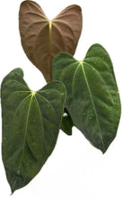 Load image into Gallery viewer, Anthurium Besseae aff x Papil Fort Sherman with dark velvety leaves and prominent veins.
