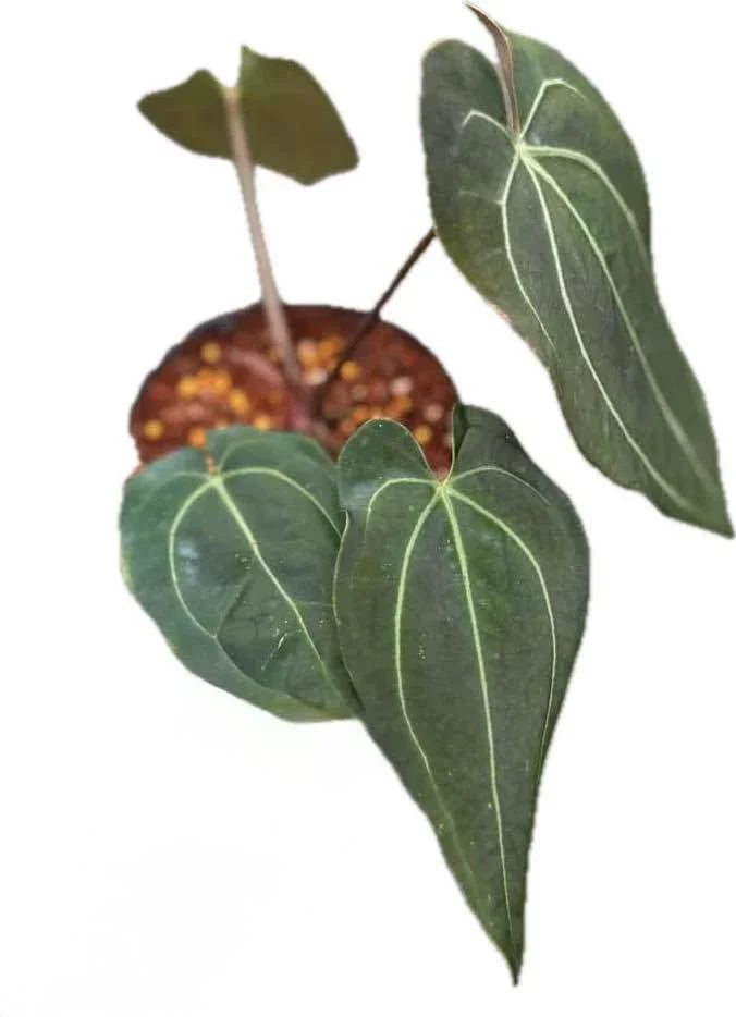 Anthurium Besseae aff x Papillilaminum – TEG | Velvety