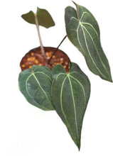 Load image into Gallery viewer, Anthurium Besseae aff x Papillilaminum with dark velvety leaves and white veins
