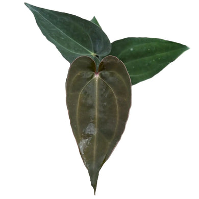 Anthurium Dark Force x Carlablackiae hybrid with elongated dark velvety leaves and pale veins.