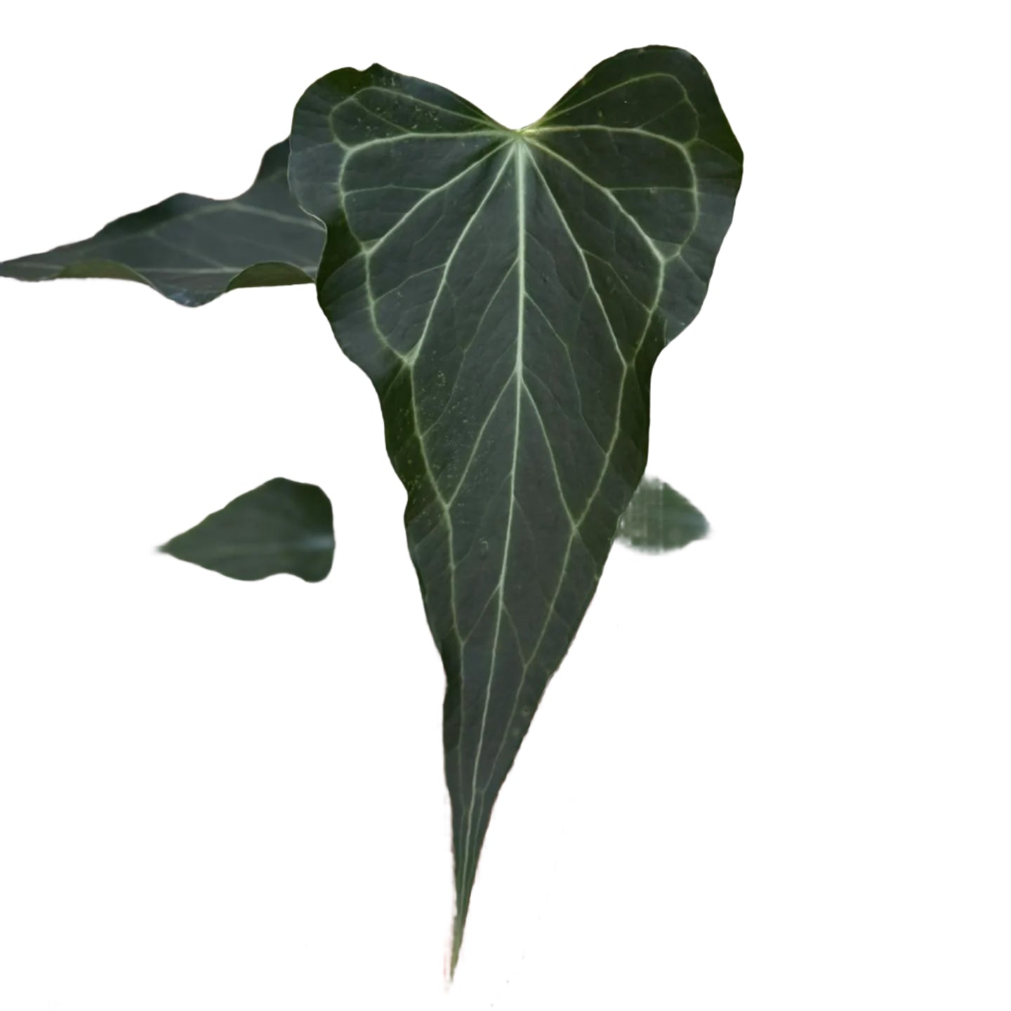 anthurium leland delta Anthurium 'Delta Force' (wk51-Q)