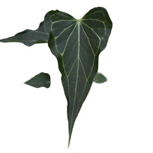 Load image into Gallery viewer, Anthurium Delta Force plant with pointed triangular leaves and white veins

