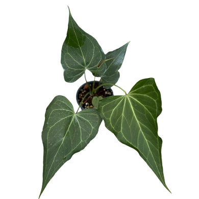 Top view of Anthurium Delta Force plant with pointed triangular leaves and white veins