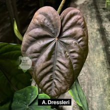 Load image into Gallery viewer, Large leaf with &#39;A. Dressleri&#39; label on a natural background
