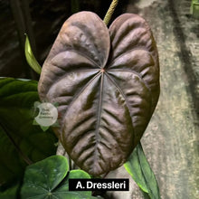 Load image into Gallery viewer, Large leaf with &#39;A. Dressleri&#39; label on a plant background
