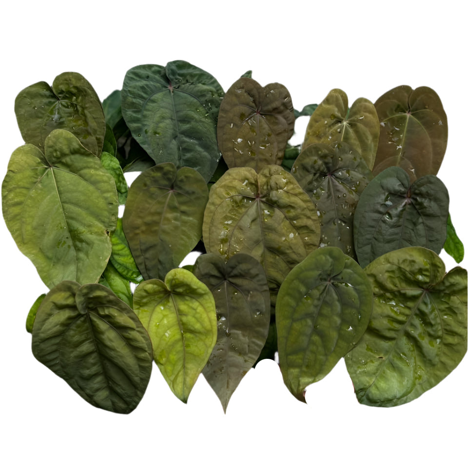 Anthurium Dressleri Hybrid plant with bronze to green heart-shaped leaves