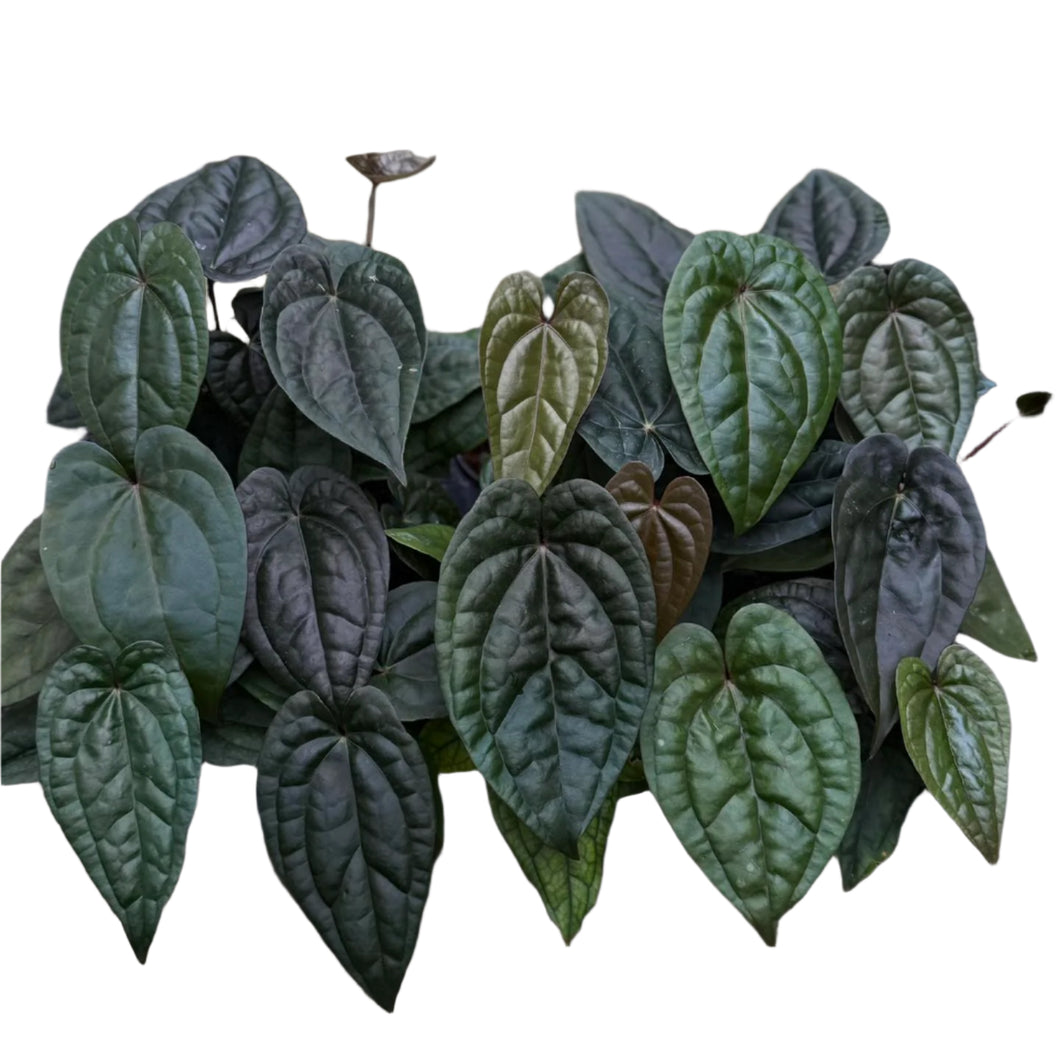 Close-up of Anthurium Luxurians hybrid showing thick, veined, heart-shaped dark green leaves.