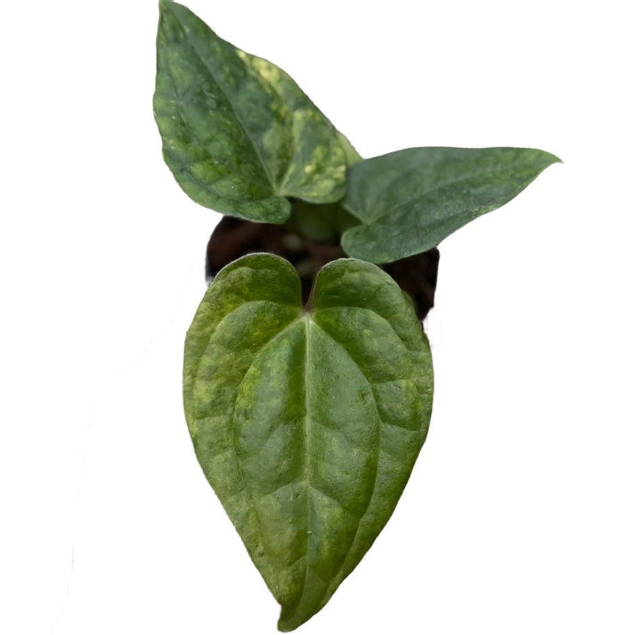 Anthurium Papillilaminum x Luxurians variegated leaf with heart shape and marbled green variegation