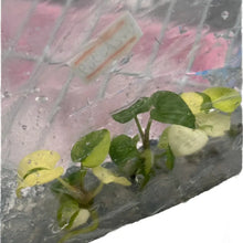 Load image into Gallery viewer, Anthurium Papillilaminum x RVDP aurea variegated tissue culture plant with golden-yellow variegation and red veins.
