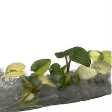 Load image into Gallery viewer, Anthurium Papillilaminum x RVDP aurea variegated tissue culture plant with golden-yellow variegation and red veins.
