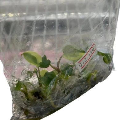 Anthurium Papillilaminum x RVDP aurea variegated tissue culture plant with golden-yellow variegation and red veins.