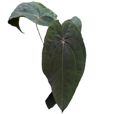 Anthurium Papillilaminum x Red Vein Dark Phoenix with dark velvet leaves and red midrib